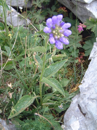 Campanula foliosa / Campanula meridionale